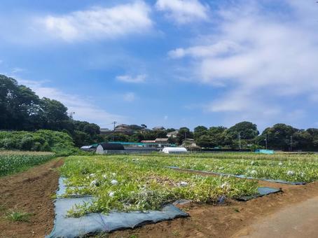 三浦半島にて スイカ畑とトウモロコシ畑 三浦半島にて スイカ畑とトウモロコシ畑 西瓜畑,玉蜀黍畑,農業の写真素材
