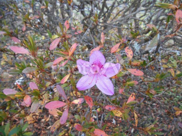 冬のつつじ　 つつじ,花,紫の写真素材