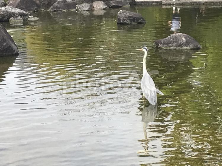 アオサギ2022.4.1 自然,花,春の写真素材