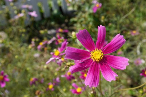 コスモス(接写)03 コスモス(接写)03の写真