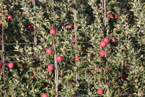 信州長野のりんごの畑 リンゴ,りんご,林檎の写真素材