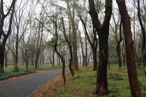 風景_秋（朝霧の大阪城公園_4） 自然,風景,幻想的の写真素材
