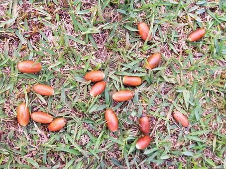 ドングリころころ ドングリころころ どんぐり,コナラ,ブナの写真素材