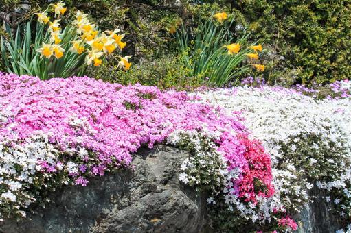 スイセンの花と花畑 スイセンの花と花畑の写真