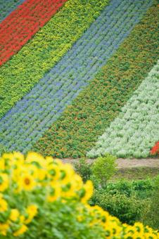 夏の北海道 夏の北海道 四季彩の丘,北海道,美瑛の写真素材