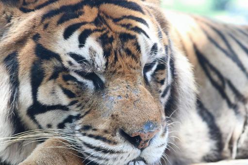 目を閉じるトラ 目を閉じるトラ 動物,虎,生き物の写真素材