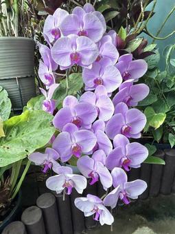 胡蝶蘭 自然,胡蝶蘭,花の写真素材