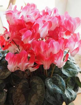 満開のシクラメン シクラメン,花,植物の写真素材
