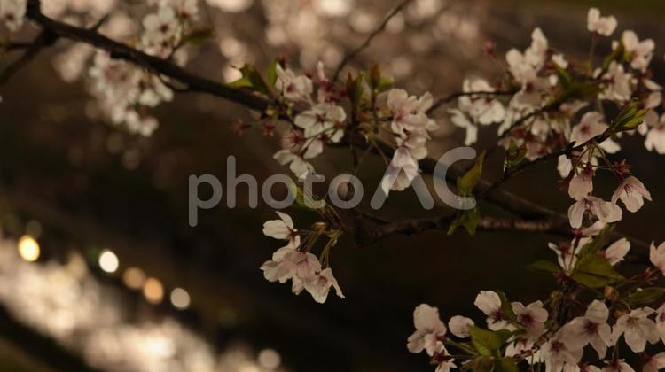 山崎川の桜まつり ライトアップ ライトアップ,夜,さくらの写真素材