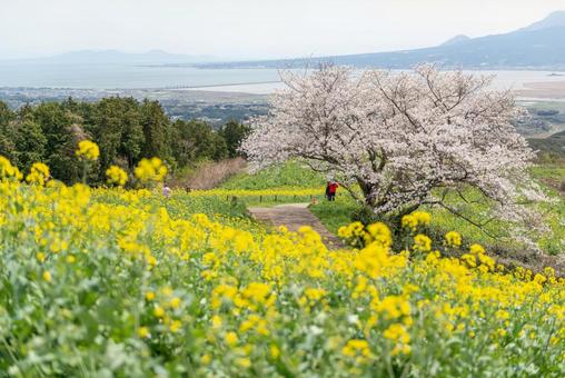長崎県の白木峰高原に咲く菜の花と桜 長崎県の白木峰高原に咲く菜の花と桜 長崎県,長崎,桜の写真素材