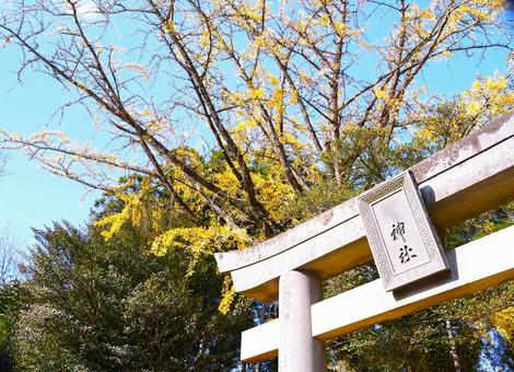 秋の鳥居 神社,鳥居,秋の写真素材