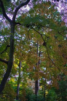色づく葉と木漏れ日 自然,風景,木の写真素材