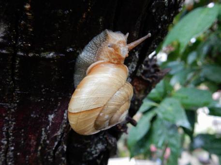 【生き物の写真】カタツムリ 【生き物の写真】カタツムリの写真