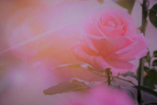 薔薇の写真