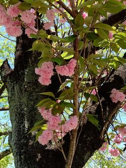 ポンポン桜 ポンポン桜 桜,さくら,花の写真素材