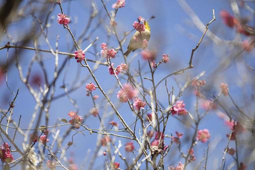 梅の花の蜜を吸うメジロ 梅の花の蜜を吸うメジロの写真