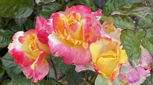 春のバラの花 ピンクで可愛い 春のバラの花 ピンクで可愛いの写真