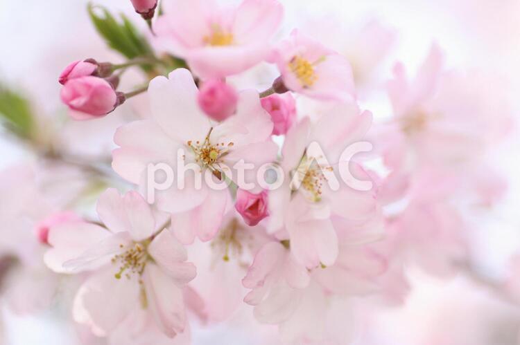 サクラの花と蕾のクローズアップ 桜,さくら,サクラの写真素材