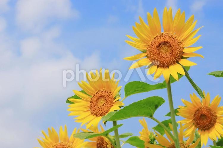 夏の向日葵と青い空 ひまわり,夏,空の写真素材