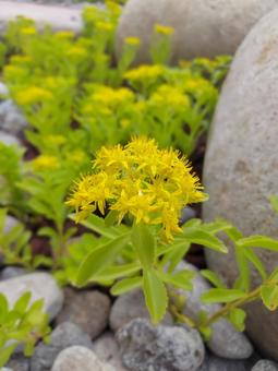 Photo, flower, plant, flower bed, 