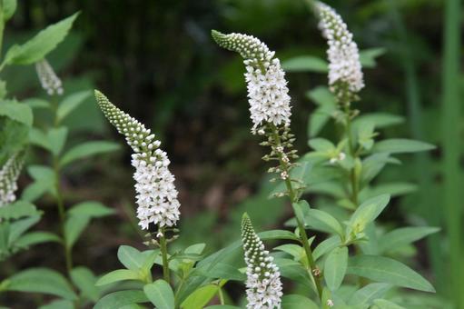 ヌマトラノオ・沼虎の尾 ヌマトラノオ・沼虎の尾の写真