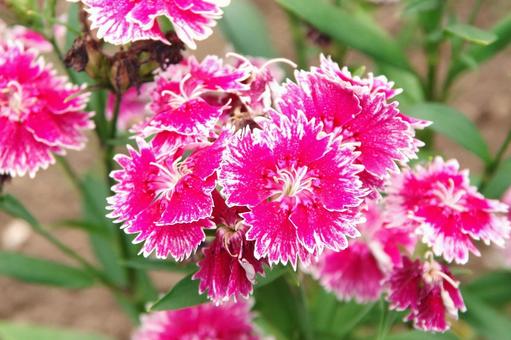 ナデシコの赤い花(撫子) ナデシコの赤い花(撫子)の写真