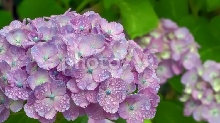 雨に濡れたアジサイ アジサイ,六月,花弁の写真素材