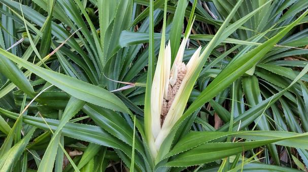 アダンの花B アダンの花B 植物,奄美,自然の写真素材