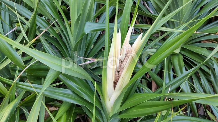 アダンの花Ｂ 植物,奄美,自然の写真素材