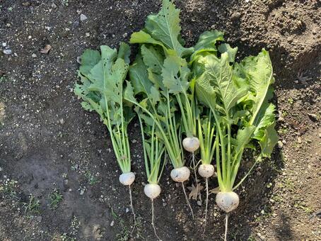 畑の野菜 畑,野菜,小蕪の写真素材