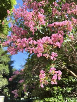 百日紅と青い空 百日紅と青い空 百日紅,サルスベリ,ピンクの花の写真素材