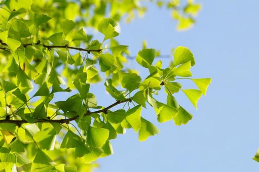 イチョウの葉 イチョウ,葉,黄葉の写真素材