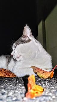 葉っぱと横顔 猫,にゃんこ,catの写真素材