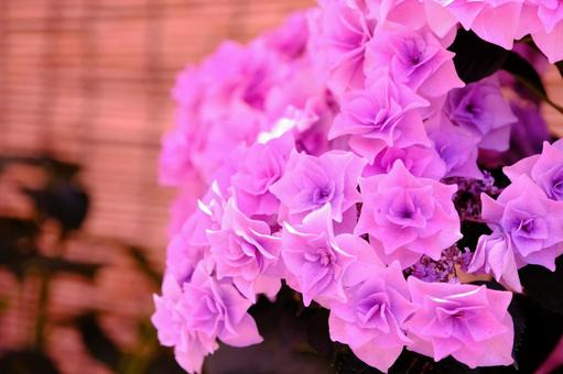 紫陽花 紫陽花の写真