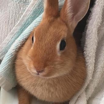 タオルから飛び出すうさぎ うさぎ,ウサギ,かわいいの写真素材