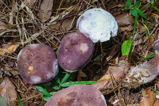 Grape bitter gourd growing in clusters in the forest grassland, mushroom, mushroom, natural, JPG