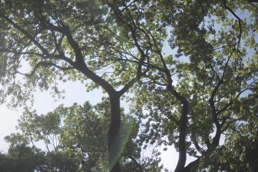 空と新緑の写真