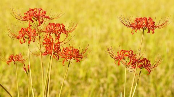彼岸花-164の写真