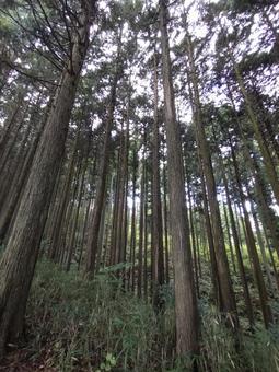 山の中② 山の中②の写真