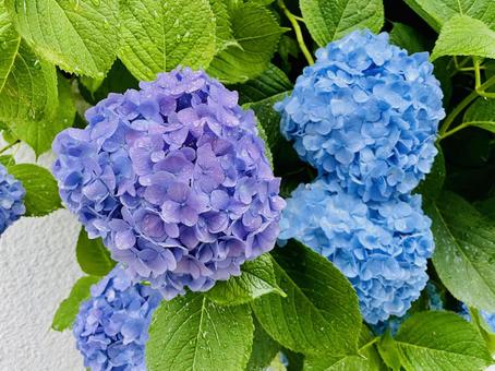 アジサイのアップ アジサイのアップ アジサイ,花,6月の写真素材