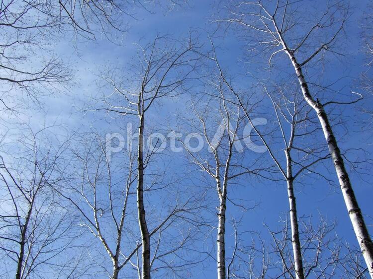 白樺と冬の青空 冬,空,白樺の写真素材