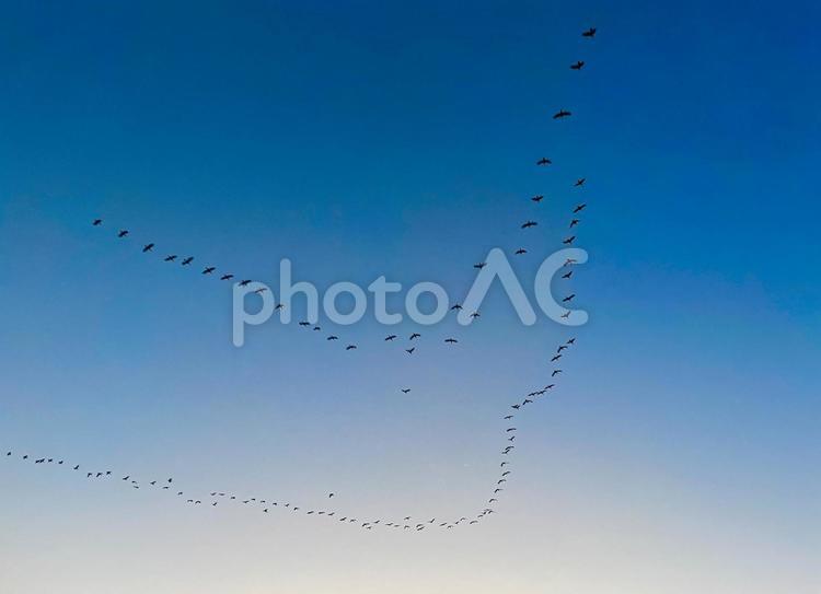 渡り鳥の群れ 群れ,渡り鳥,編成の写真素材
