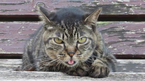 夕涼み姿もあざといモフモフで可愛い猫様 夕涼み姿もあざといモフモフで可愛い猫様の写真