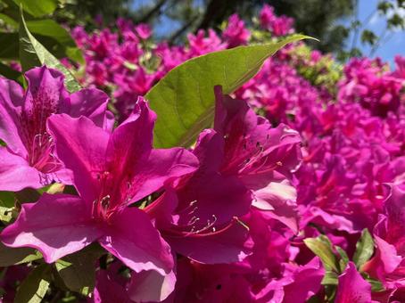 Photo, azalea, flor, planta, 