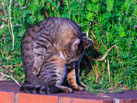 お手入れ好きなキジトラ猫です。 お手入れ好きなキジトラ猫です。の写真