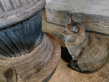 薪ストーブ 近過ぎネコ 土間 猫写真 薪ストーブ 近過ぎネコ 土間 猫写真の写真