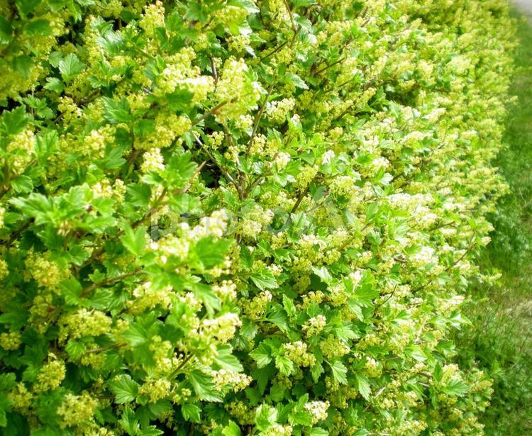 北欧の庭から、生け垣 北欧,庭,植物の写真素材