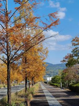 秋の並木道 秋の並木道 紅葉,イチョウ並木,秋の装いの写真素材