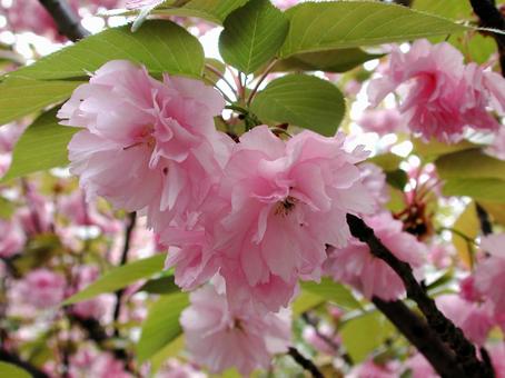 寒桜・かんざくら 寒桜・かんざくらの写真