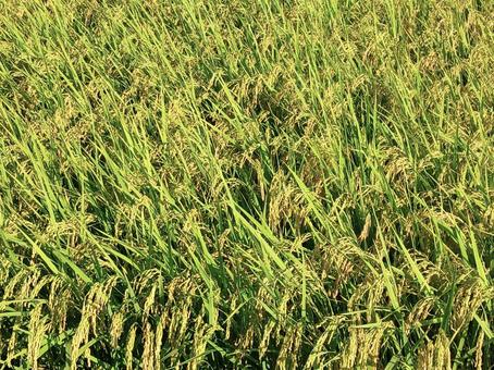 田んぼ　稲 田んぼ,稲,米の写真素材